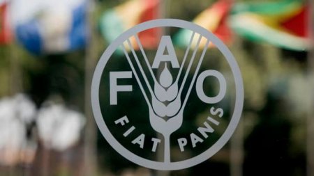 FAO: Qlobal ərzaq məhsulları iyunda yenidən bahalaşıb