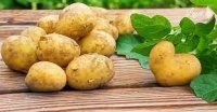 Kartofun faydaları və zərərləri 