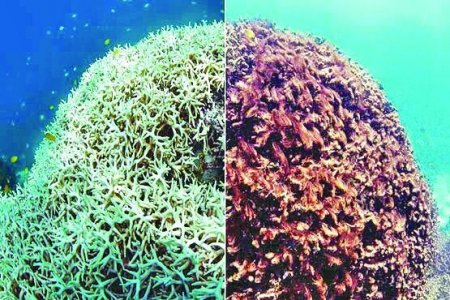 İqlim dəyişikliyi Hind okeanında mərcanların ağarmasına səbəb olur: ekspert